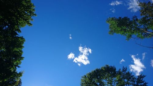 Low angle view of trees against blue sky