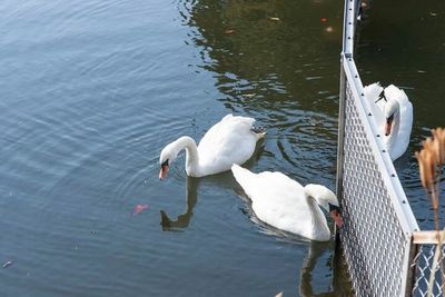 High angle view of swans swimming on lake