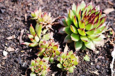 High angle view of succulent plant on field