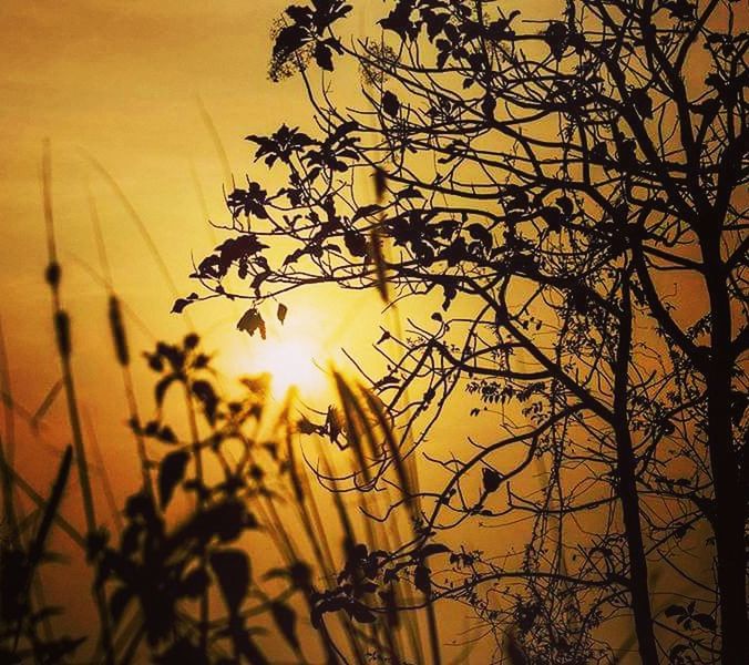 SILHOUETTE PLANT AGAINST SUNSET SKY