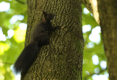 Low angle view of lizard on tree trunk