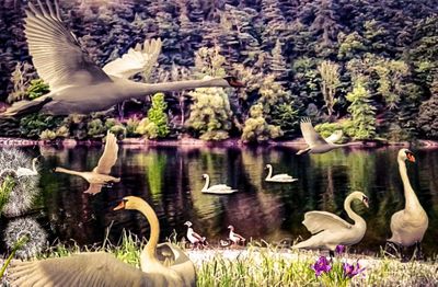 Swan flying over lake