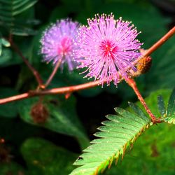 Close-up of purple flowering plant