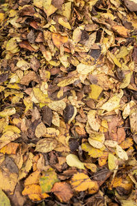 Full frame shot of dry leaves on field