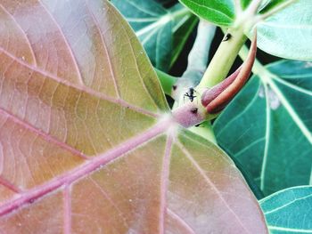 Close-up of insect on leaf