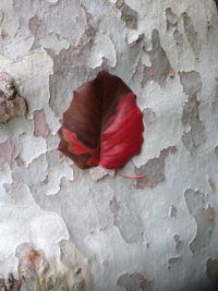 Close-up of red leaf