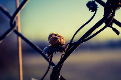 Close-up of insect on plant