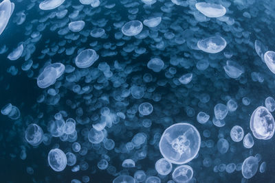 A group of jellyfish in notojima, ishikawa ,japan