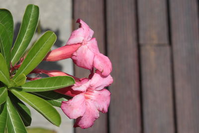 Close-up of pink flowering plant