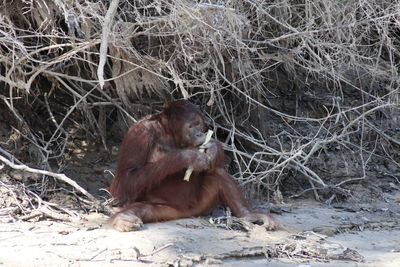 Monkey sitting on ground