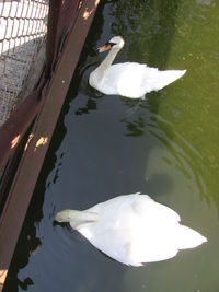 High angle view of swan in water