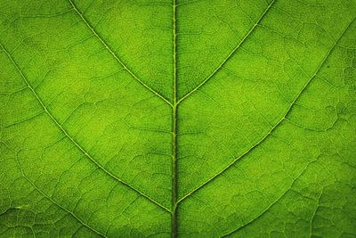 Close-up of green leaf