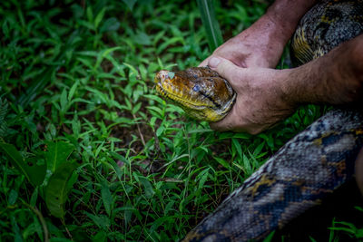 A big and ferocious python catches snakes by hand, beautiful striped boa in a fertile forest.