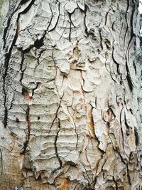 Full frame shot of tree