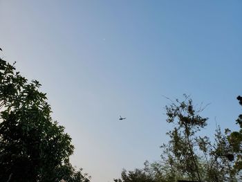 Low angle view of bird flying in sky