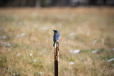 Bird perching on wooden post