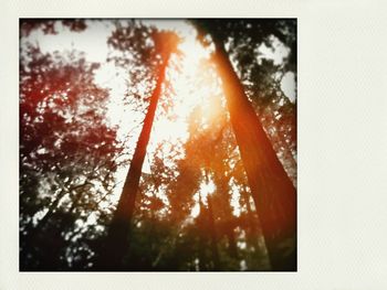View of trees against sky