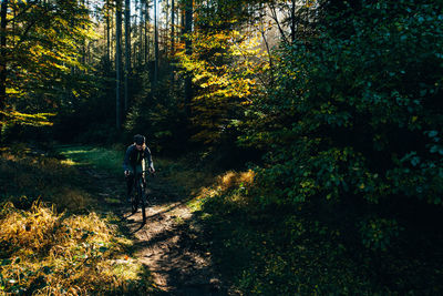 Rear view of man walking in forest