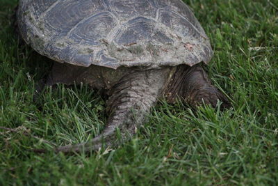 Close-up of shell of turtle on grass