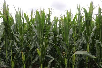 Crops growing on field against sky