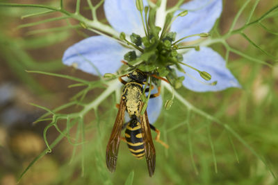 Close-up of insect on leaf