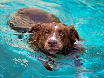 Close-up of dog