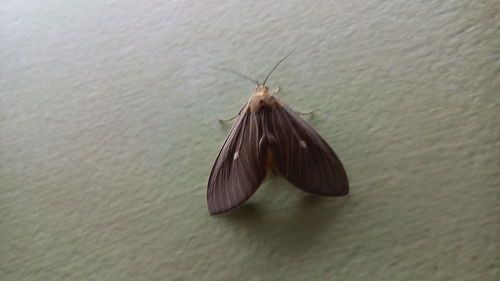 Close-up of butterfly on leaf