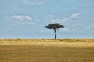 Tree on field against sky