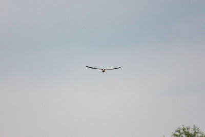 Low angle view of bird flying in sky