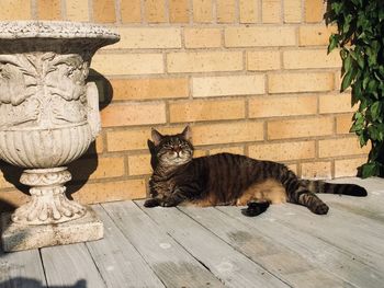 Cat relaxing on wall