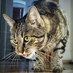 Close-up portrait of cat