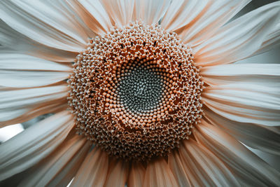 Extreme close-up of flower pollen