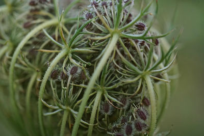 Close-up of potted plant