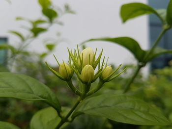 Close-up of flower blooming outdoors