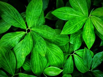 Full frame shot of fresh green leaves