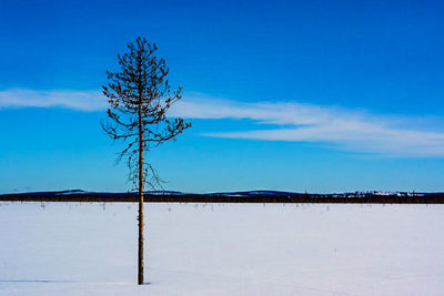 Bare trees on landscape against blue sky