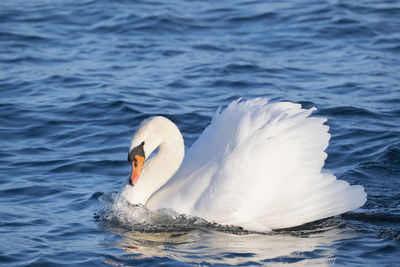 Swan swimming in lake