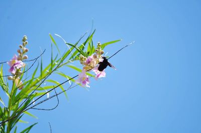 Low angle view of insect on purple flowering plant against clear blue sky