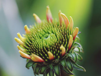 Close-up of flower bud echinacea 