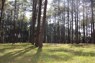 Pine trees in forest