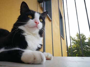 Close-up portrait of a cat