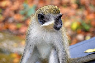 Close-up of monkey