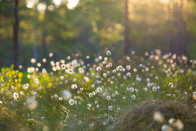 A beautiful summer landscape with cotton grass growing and blooming in the swampy area of forest.