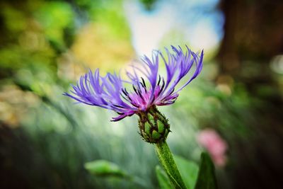 Close-up of purple flowering plant