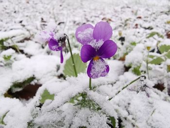 Close-up of frozen flowering plant during winter
