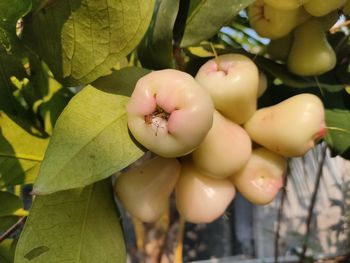 Close-up of fruits on tree