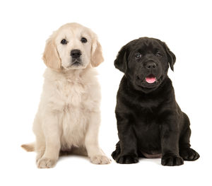 Portrait of puppy sitting against white background