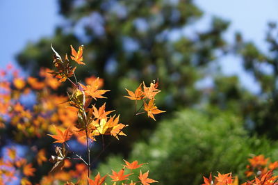 Close-up of maple leaves against blurred background