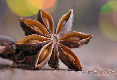 Close-up of fruits and leaves on table