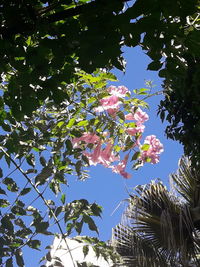 Low angle view of flowering tree against sky